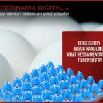 Biosecurity in egg handling: What recommendations to consider?