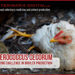 Enterococcus cecorum: A Growing Challenge in Broiler Production