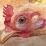 Coriza Infecciosa en aves.